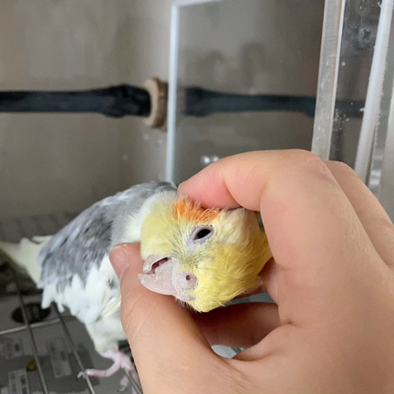 スンコ横揺れる オカメ インコ スンコ