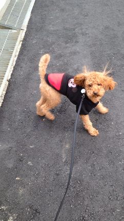 いつになったら…の記事動画