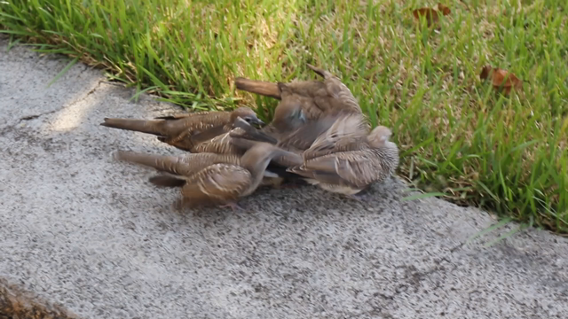 ブス25箇条  今年64冊目の記事動画