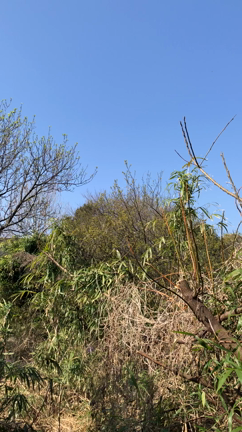 福拾いウォーキングと鶯☆ラッキーラッキー☆の記事動画