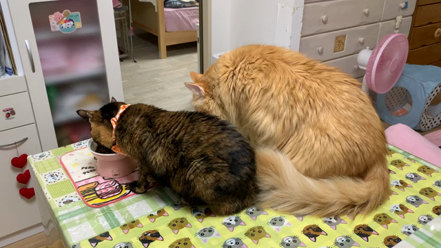 命と向き合う③の記事動画