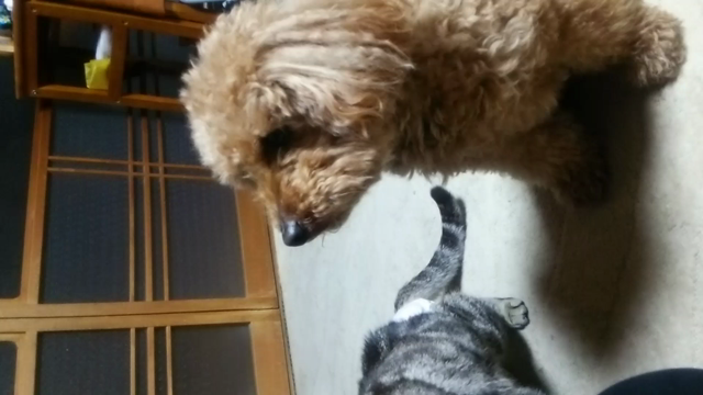 にゃぁにぁにゃあパート2(*´ω｀*)の記事動画