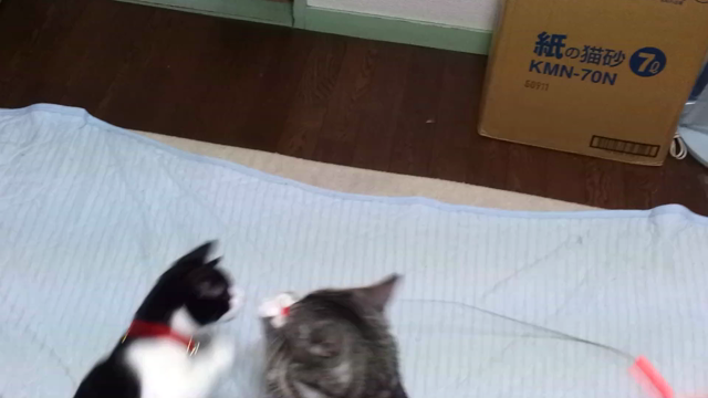 カシャぶん？の記事動画