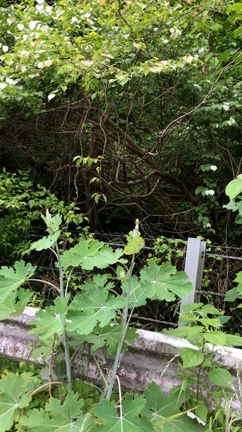 野生のサル、収めました！の記事動画