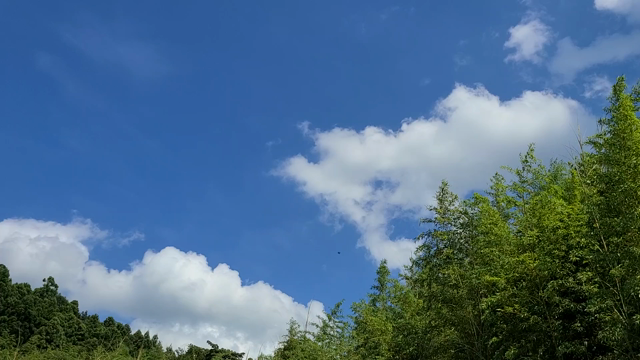 明日は日曜定例会！の記事動画