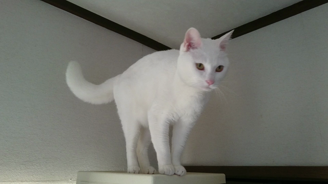 ハナさん動画  立てばシャクヤク？編の記事動画