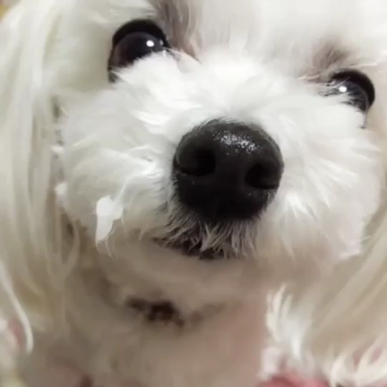 癒しのもふもふ。の記事動画