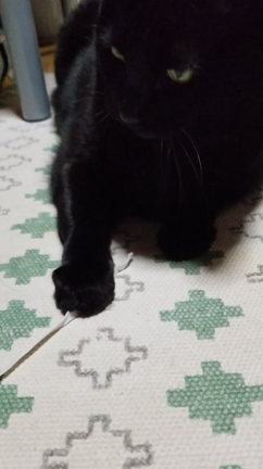 ヒモの次はゴムなのだの記事動画