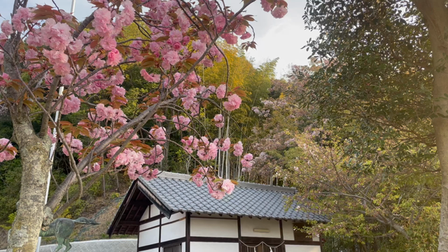 朝散歩最高‼︎の記事動画