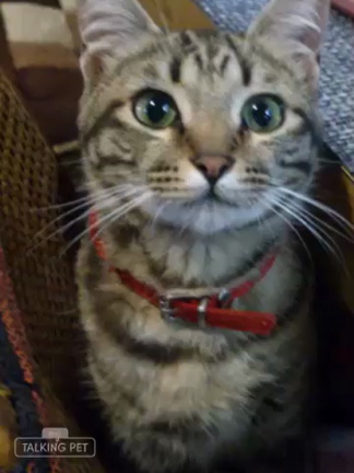 猫って…の記事動画