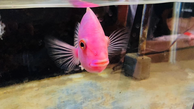 パープルローズクィーンシクリッド【熱帯魚】