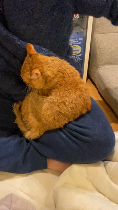 シャンプーの記事動画