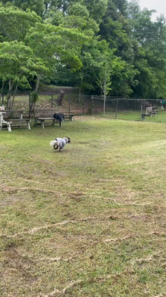 2022.5.14-15 ワーキングコッカーオフ会　at 犬の森POM in 浜松の記事動画