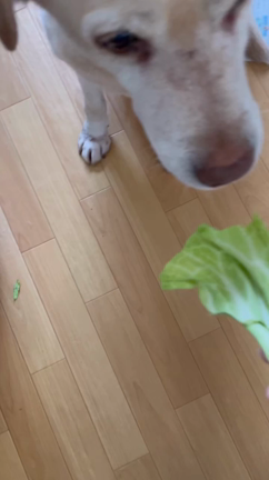 そんなわたしからの記事動画