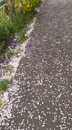 一目千本桜、昨日と今日。の記事動画