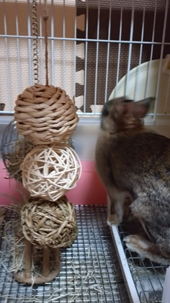 お正月②の記事動画