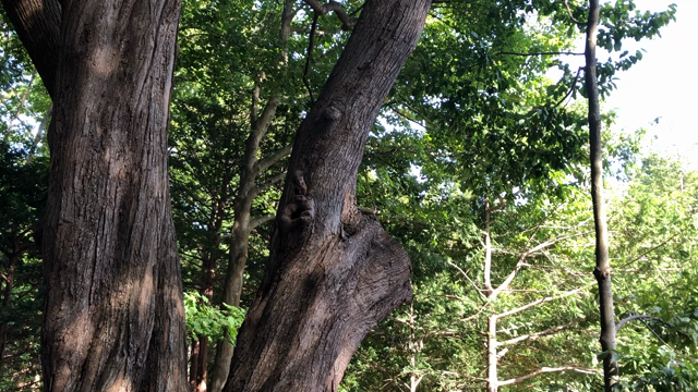 【おすすめごきげんスポット】北海道の人氣パワースポットともぐもぐタイムの記事動画