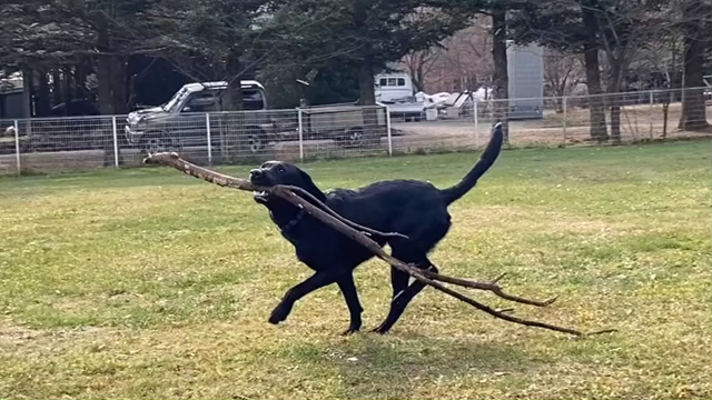 訓練士の女房2565の記事動画