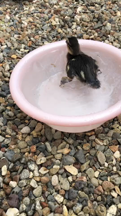 コールダックのバードちゃん、初水浴びしました！の記事動画