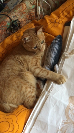 じゃっくんの角膜炎と私の頚椎ヘルニアの記事動画