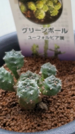 ユーフォルビアグリーンボール買っちゃったの記事動画