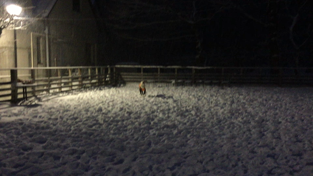 サラと旅行23回目～那須 お誕生日旅行①〜の記事動画