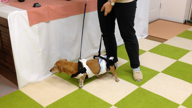 愛犬の介護疲れcase１ よろけ クロスする後ろ足 介護を楽にする方法 愛犬介護のお手伝い By M E Maxx