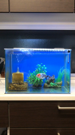 江戸錦のつるちゃんです。の記事動画