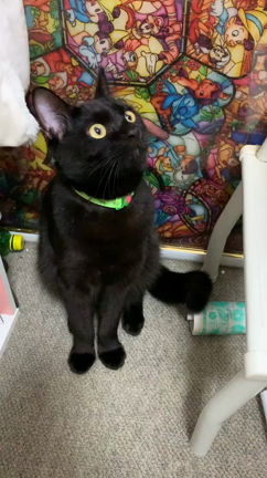 まめた再びの記事動画