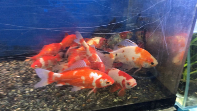 当歳魚 鏡和金 三色和金 尾長鮒 錦鯉など | 金魚やぶろぐ by