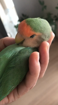 お昼寝フジちゃんの記事動画