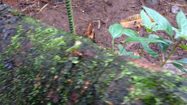 コスタリカ旅行　⑪　ハキリアリの記事動画