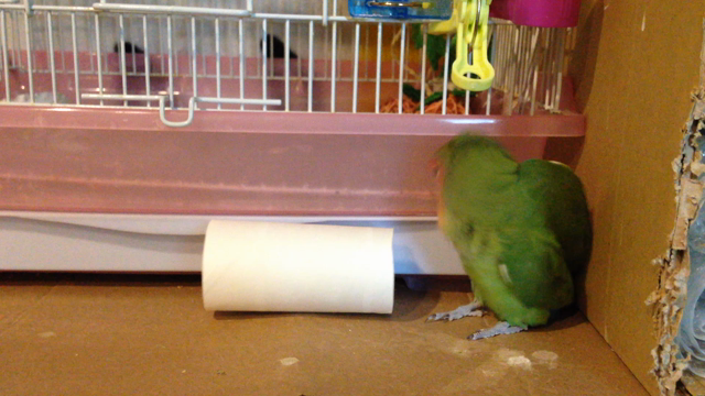 大小どちらでも。の記事動画