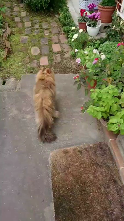 雪の花〜☆の記事動画