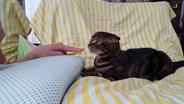 がぶりんちょの記事動画