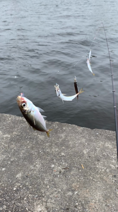 雨の止み間に南港でアジ釣り！の記事動画