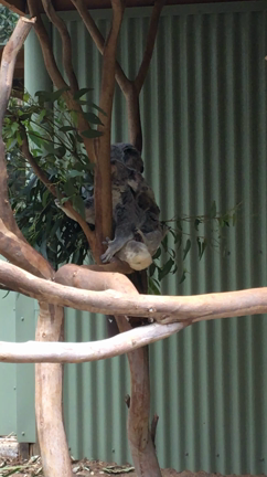 コアラちゃんです‼️シドニー２日目の午後からの記事動画