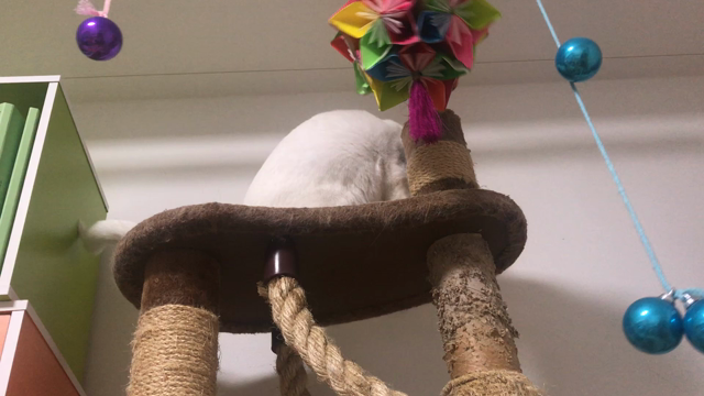 高速ねこパンチの記事動画