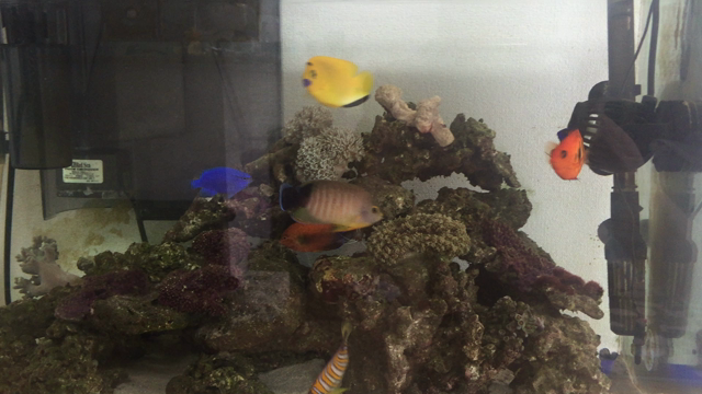 ヤッコ混泳後…大惨事が＿|￣|○の記事動画