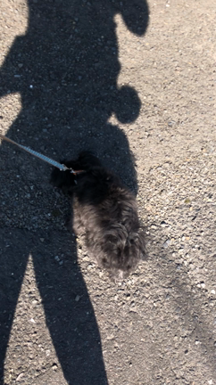 歩いたよ！道の真ん中を堂々と☆彡.。の記事動画