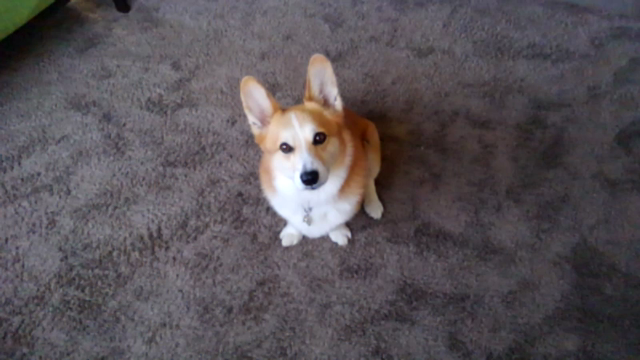 わかってるのかな・・・？？？の記事動画