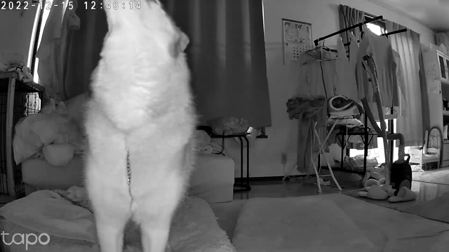 ちょっとだけ大変な一日だったの記事動画