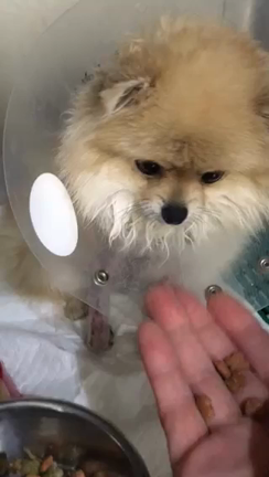 今日のジェルの記事動画