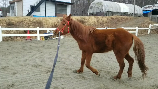 寂しいビリー君の記事動画