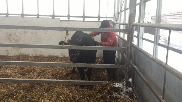 市場に出す肉牛のブラッシングの記事動画