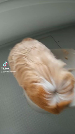 モルモットのhaircutの記事動画