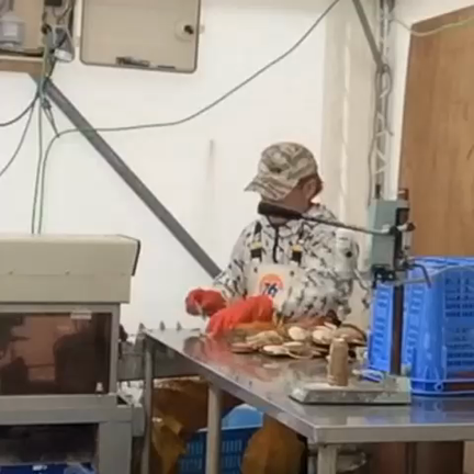 ホタテの耳吊りの記事動画