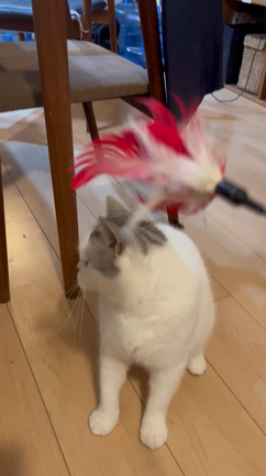 10月20日金曜日の記事動画