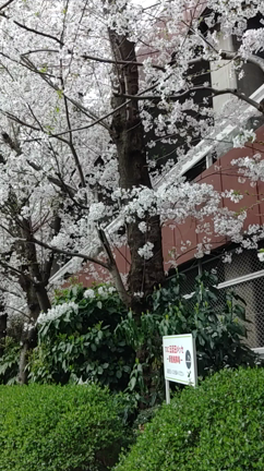 SAKURA COLLECTION 2022の記事動画
