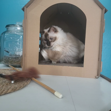 最近のにゃおんズ✩.*˚の記事動画